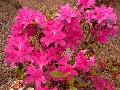 Autumn Amythest Azalea / Rhododendron 